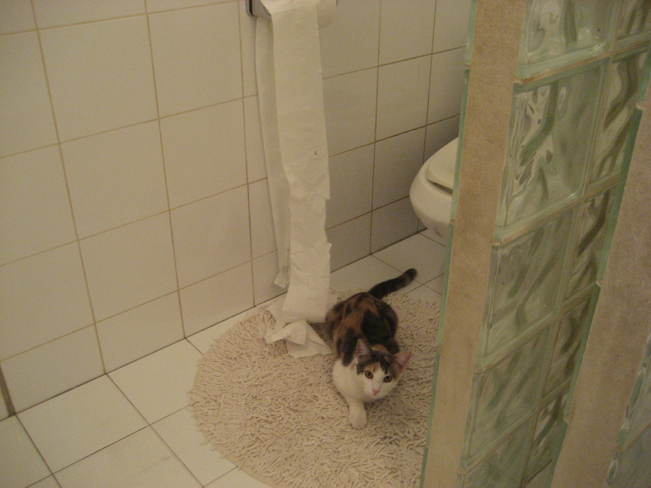 “美洲狮队冲击顶级橄榄球赛事,阿根廷橄榄球将再度崛起”