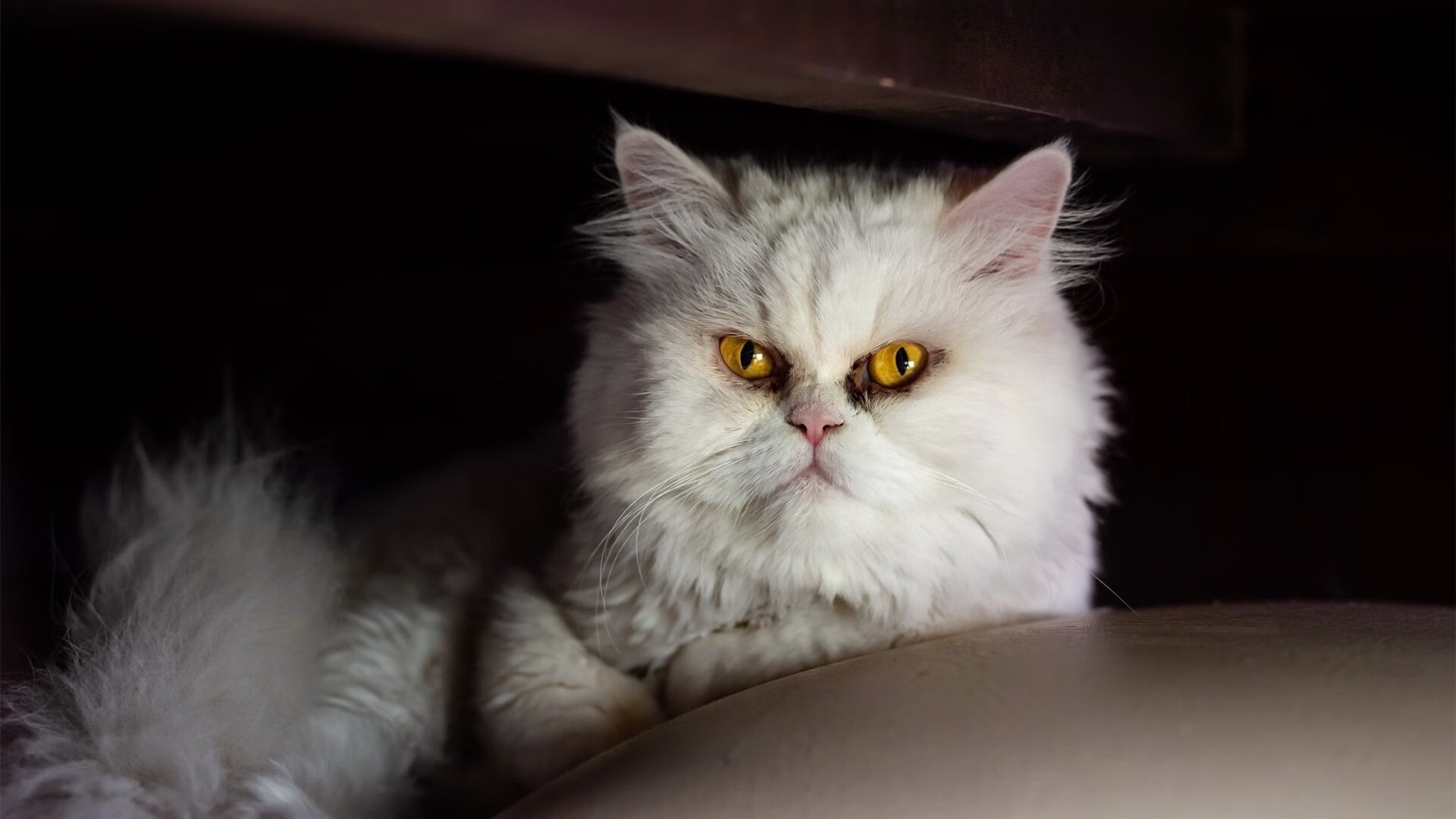 国际乒乓赛事继续火热进行,各国选手争夺荣誉,国际乒乓球比赛排名