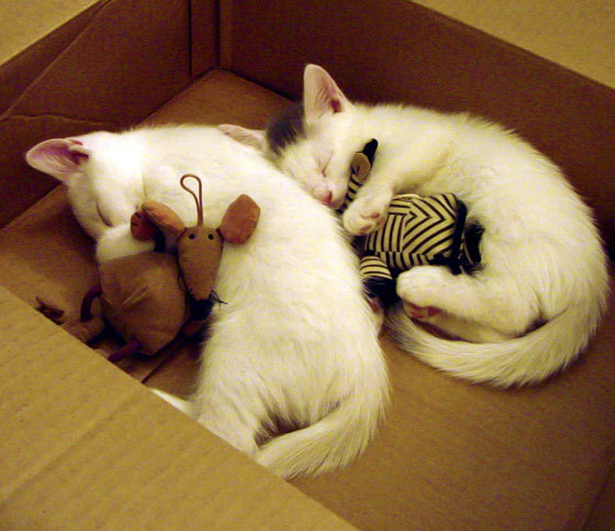 那不勒斯高位压迫打乱对方节奏,那不勒斯的球场